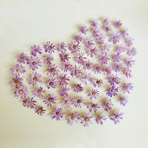 گل خشک مرواریدی (پک ۱۰ تایی)