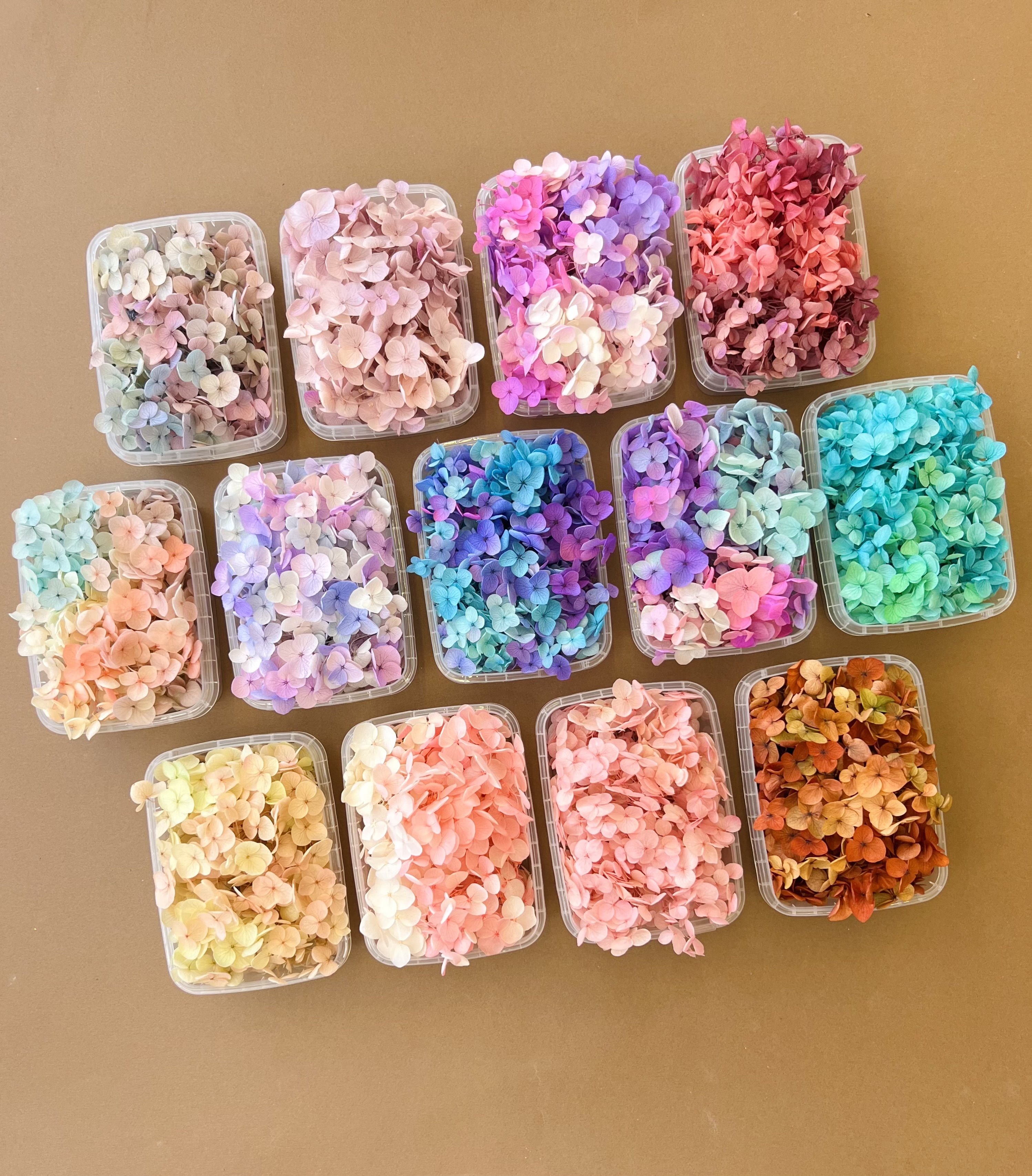 هورتاسیا وارداتی (کالکشن ۲)