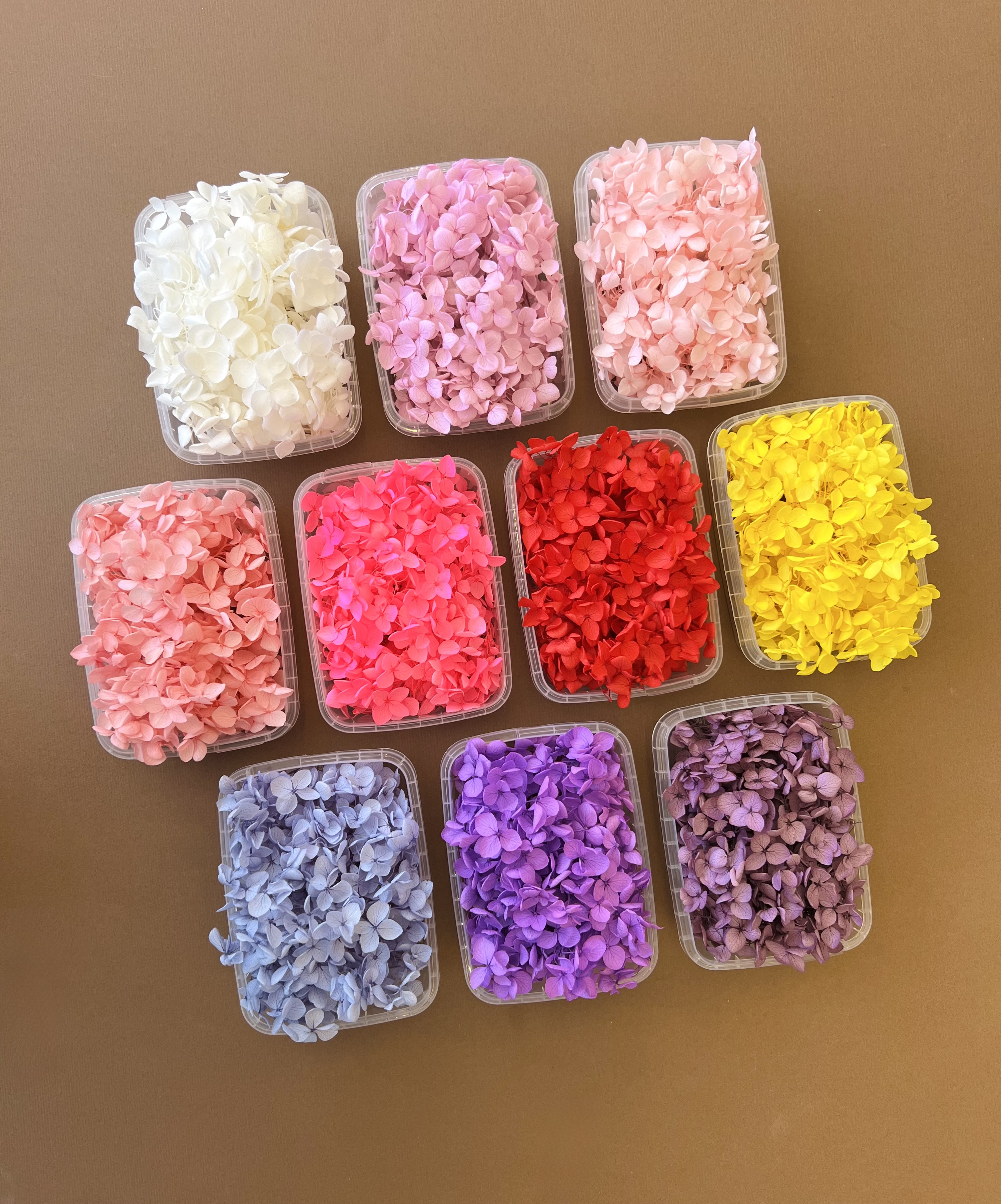 هورتاسیا وارداتی (کالکشن ۳)