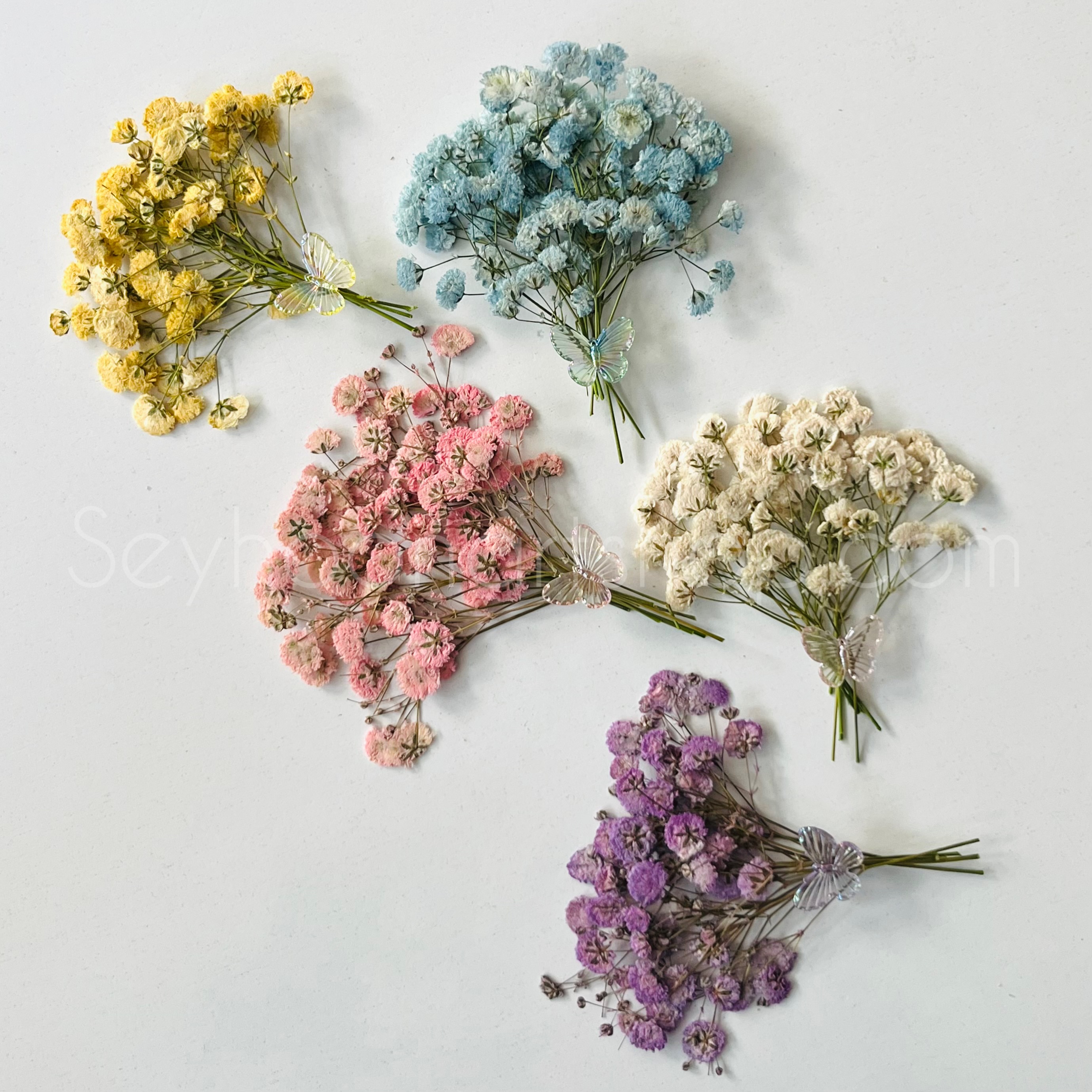 گل ژیپسوفیلا پرسی (گل عروس)