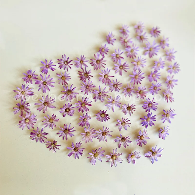 گل خشک مرواریدی (پک ۱۰ تایی)