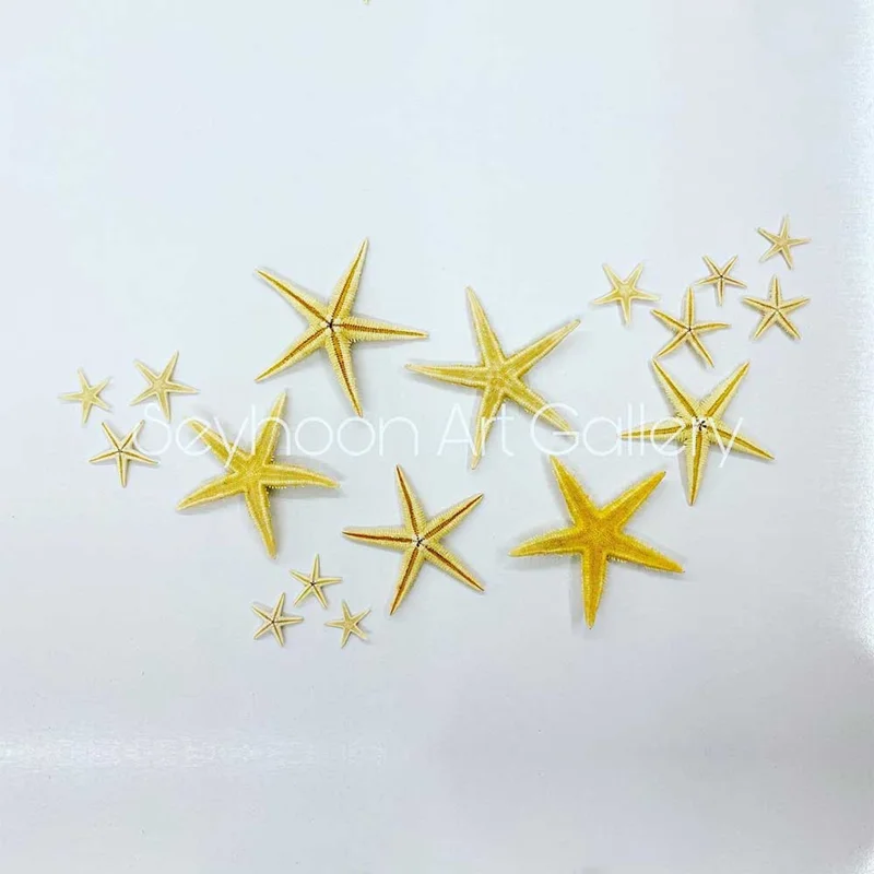 ستاره دریایی (وارداتی)